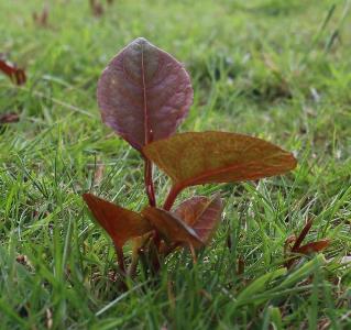 Reynoutria japonica (3)