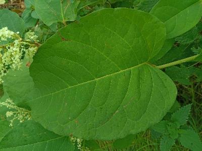 Reynoutria x bohemica