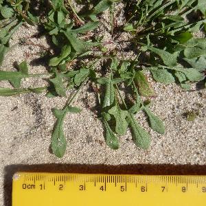 Rumex acetosella (1)