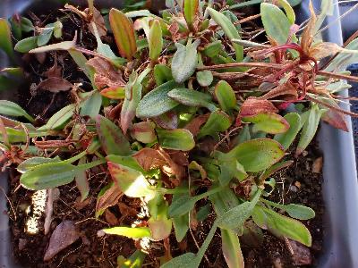 Rumex acetosella (2)