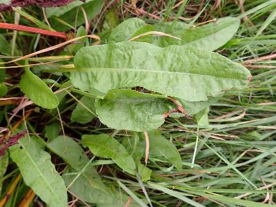 Rumex conglomeratus (1)