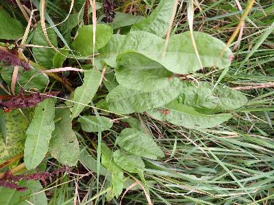 Rumex conglomeratus (2)