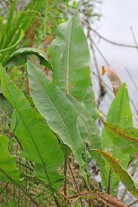 Rumex hydrolapathum (1)