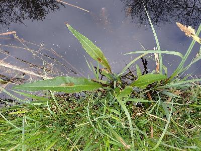 Rumex hydrolapathum (2)