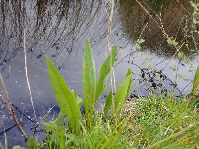 Rumex hydrolapathum (3)
