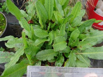 Rumex rupestris