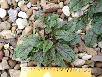 Rumex sanguineus var. sanguineus