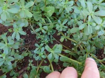 Portulaca oleracea (1)