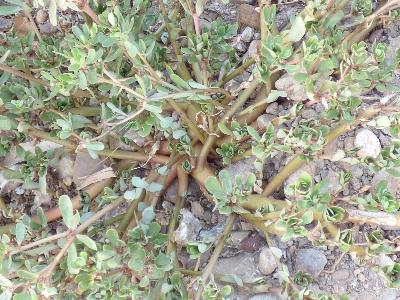 Portulaca oleracea (2)