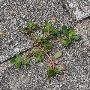 Portulaca oleracea (3)