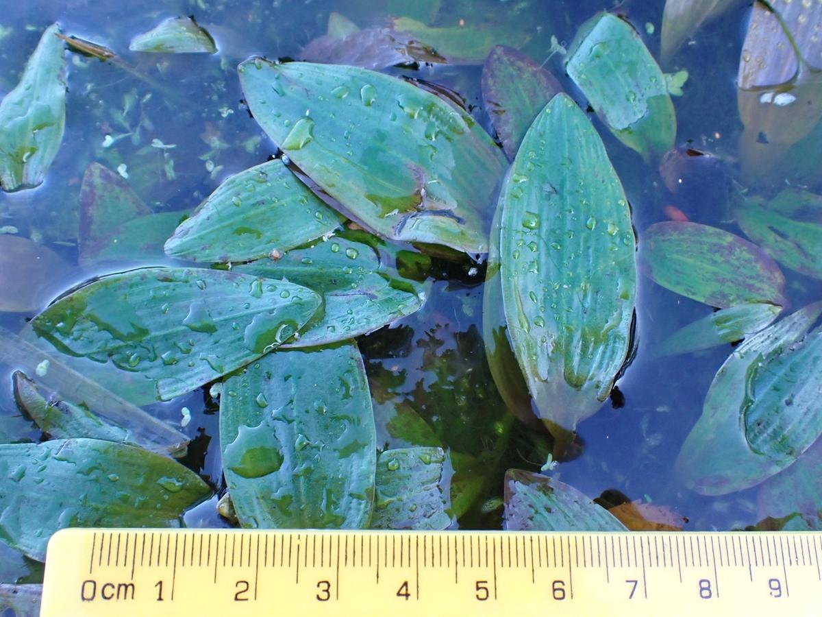 Potamogetonaceae