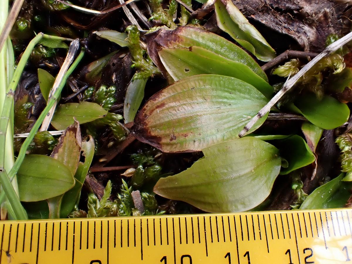 Potamogeton coloratus (1) -  select me for a larger image