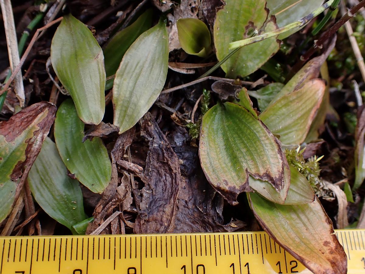 Potamogeton coloratus (2) -  select me for a larger image