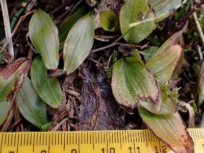 Potamogeton coloratus (2)