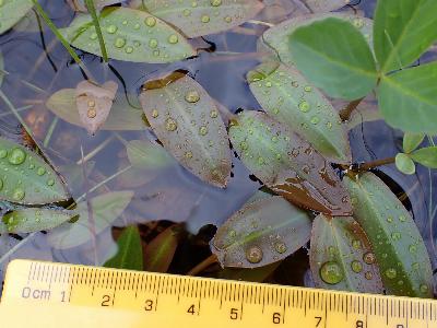 Potamogeton polygonifolius