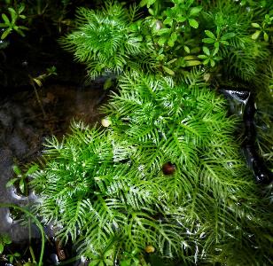 Hottonia palustris (1)