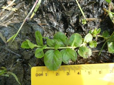 Lysimachia nummularia