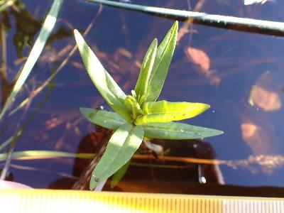 Lysimachia thyrsiflora