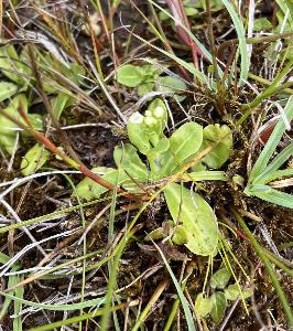 Samolus valerandi (3)