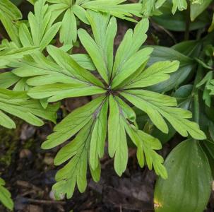 Anemone ranunculoides