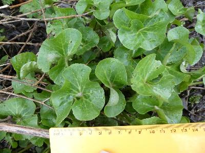 Caltha palustris