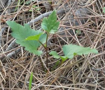Clematis cirrhosa (1)