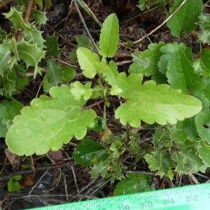 Clematis cirrhosa (2)