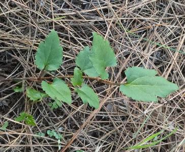 Clematis cirrhosa (3)