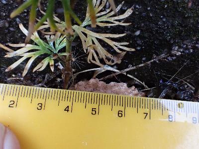 Consolida ajacis (1)