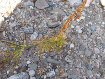 Consolida ajacis (2)