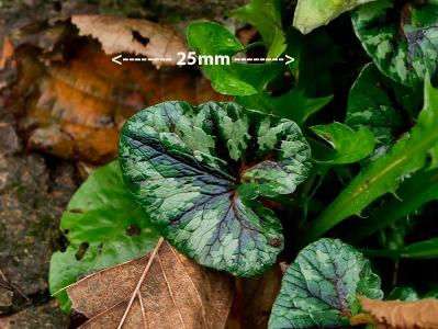 Ficaria verna variant (1)