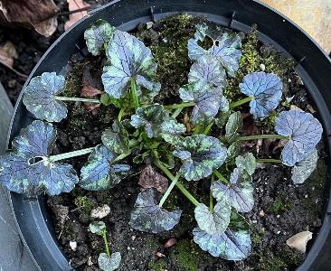 Ficaria verna variant (2)