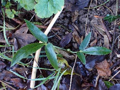 Helleborus argutifolius