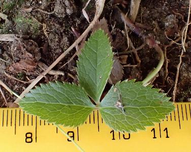 Helleborus orientalis (2)