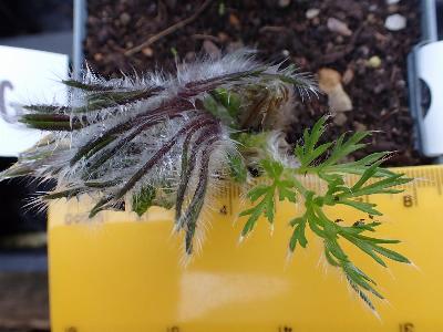 Pulsatilla vulgaris (1)