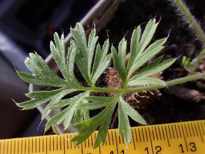 Pulsatilla vulgaris (2)