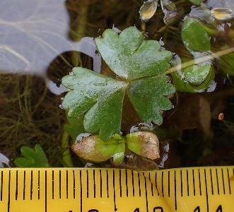 Ranunculus aquatilis (1)