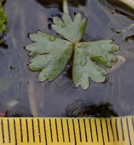 Ranunculus aquatilis (2)