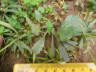 Ranunculus auricomus