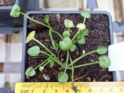 Ranunculus flammula (1)