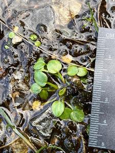 Ranunculus flammula (2)