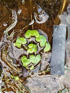 Ranunculus hederaceus