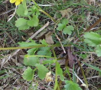 Ranunculus marginatus (1)