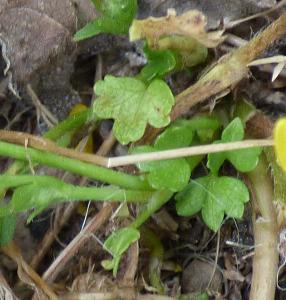Ranunculus marginatus (2)