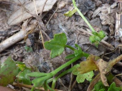 Ranunculus marginatus (3)