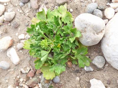 Ranunculus muricatus (1)