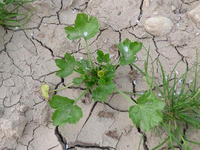 Ranunculus muricatus (2)