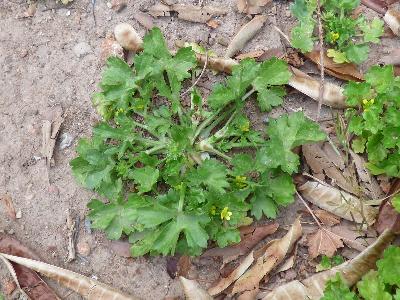 Ranunculus muricatus (3)