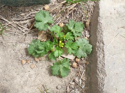 Ranunculus muricatus (4)