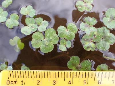 Ranunculus omiophyllus